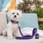 Set Yori: Collar + Correa + Porta Bolsitas