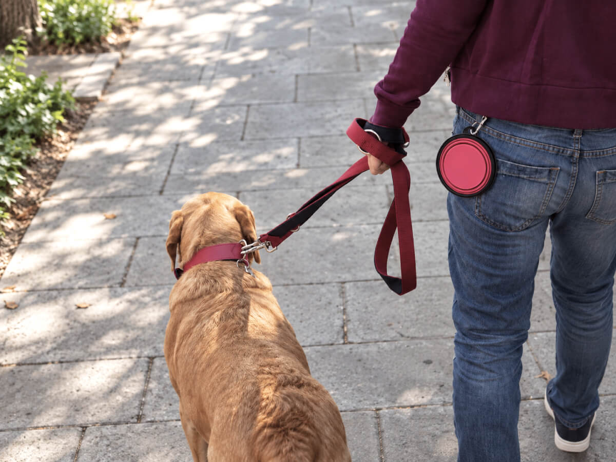Set Kumo: Bowl Plegable + Clicker de Entrenamiento